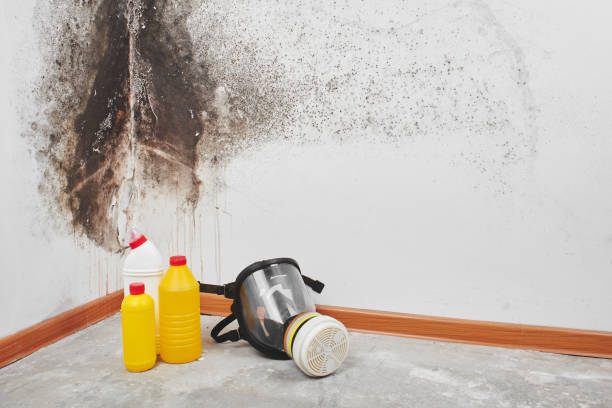 Mold Testing and Removal in Pine Hill, NJ