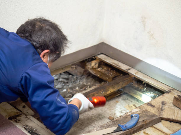Best Mold Removal Company Near Me  in Pine Hill, NJ