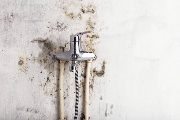 Best Black Mold Removal  in Pine Hill, NJ