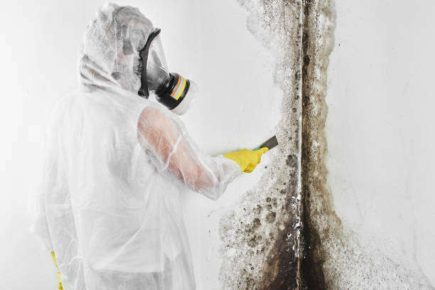 Best Professional Mold Removal  in Pine Hill, NJ