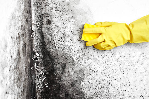 Best Mold Removal Near Me  in Pine Hill, NJ