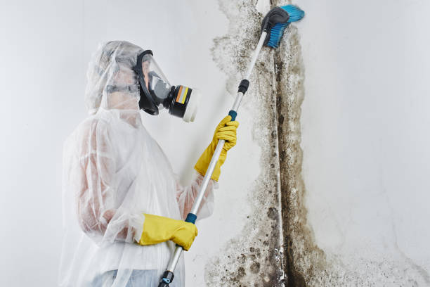 Best Commercial Mold Removal  in Pine Hill, NJ