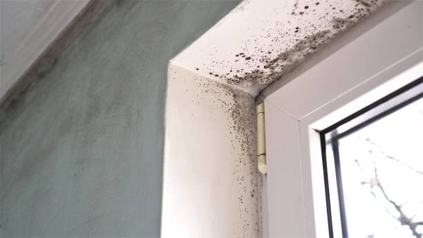 Best Certified Mold Removal  in Pine Hill, NJ
