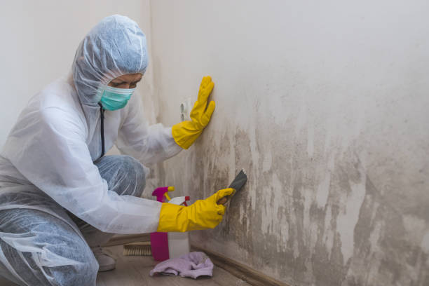 Best Affordable Mold Removal  in Pine Hill, NJ
