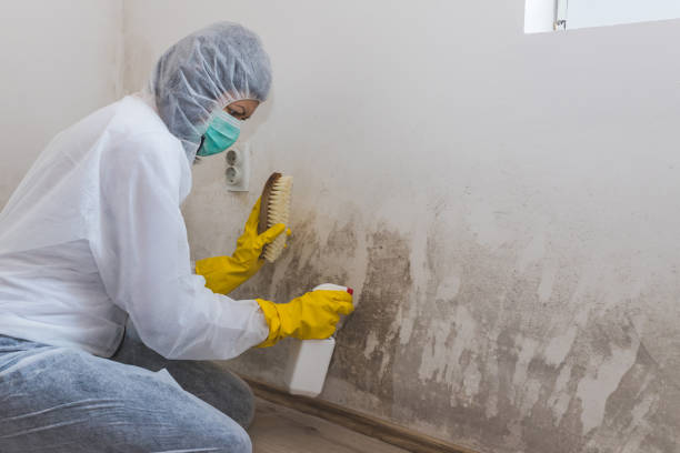 Best Mold Damage Repair  in Pine Hill, NJ