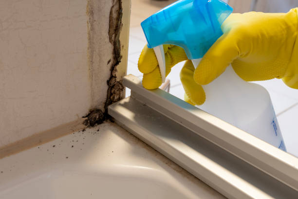 Crawl Space Mold Removal in Pine Hill, NJ
