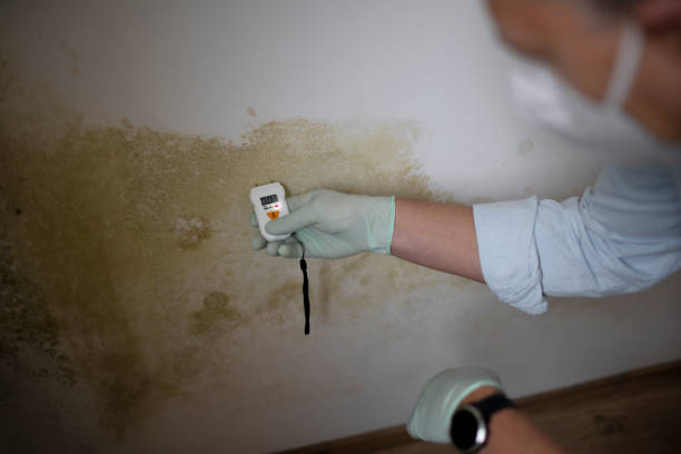 Best Affordable Mold Removal  in Pine Hill, NJ