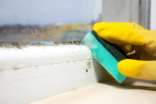 Best Emergency Mold Removal  in Pine Hill, NJ