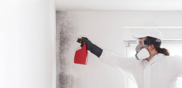 Best Attic Mold Removal  in Pine Hill, NJ