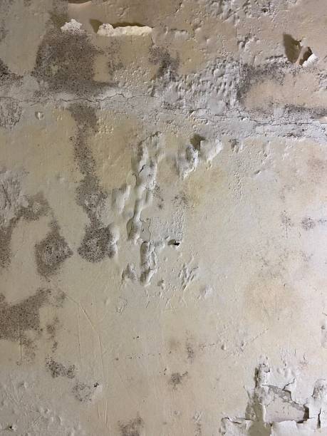 Reliable Pine Hill, NJ Mold Removal Solutions