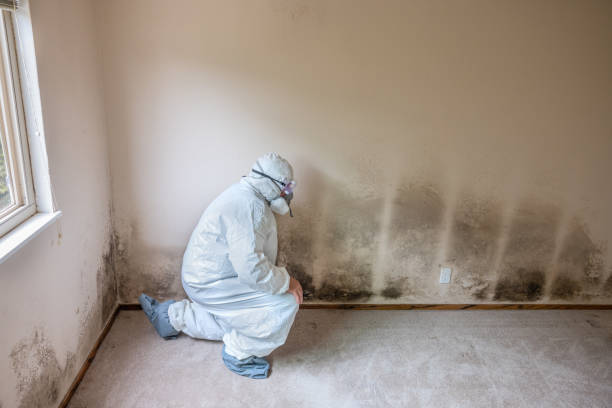 Best Commercial Mold Removal  in Pine Hill, NJ