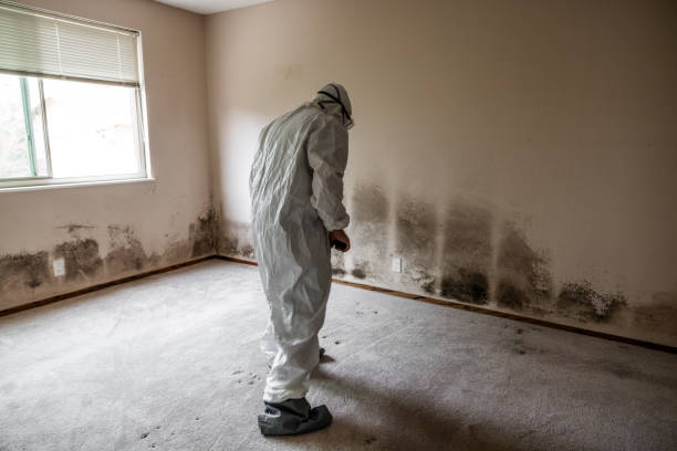 Best Toxic Mold Removal  in Pine Hill, NJ