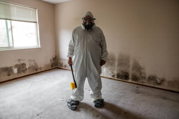 Best Fast Mold Removal  in Pine Hill, NJ