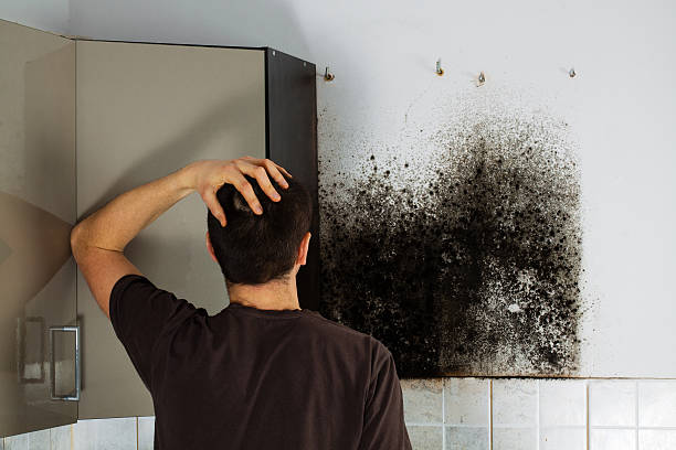 Best Same-Day Mold Removal  in Pine Hill, NJ