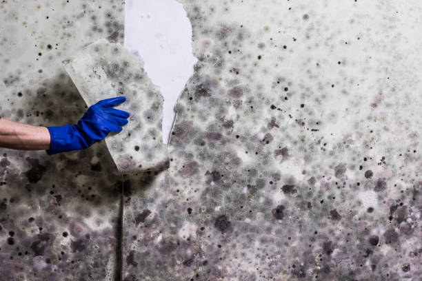 Best Local Mold Removal Service  in Pine Hill, NJ